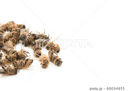 ミツバチの死骸：Dead Honeybee 60034955