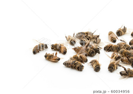 ミツバチの死骸：Dead Honeybee 60034956