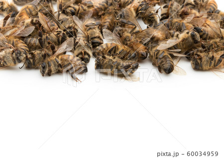 ミツバチの死骸：Dead Honeybee 60034959