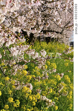 吉見町桜堤公園の桜と菜の花 60035069