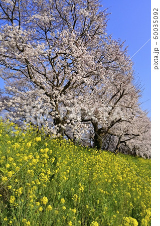 吉見町桜堤公園の桜と菜の花 吉見町桜堤公園の桜と菜の花 60035092