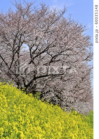 吉見町桜堤公園の桜と菜の花 60035148
