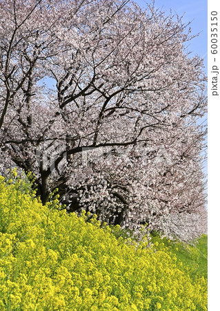 吉見町桜堤公園の桜と菜の花 60035150