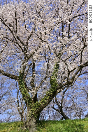 吉見町桜堤公園の桜と菜の花 60035182