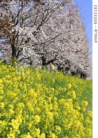 吉見町桜堤公園の桜と菜の花 60035183