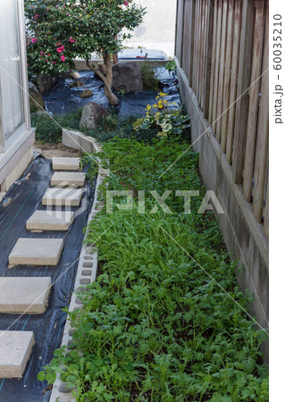 家庭菜園　 60035210