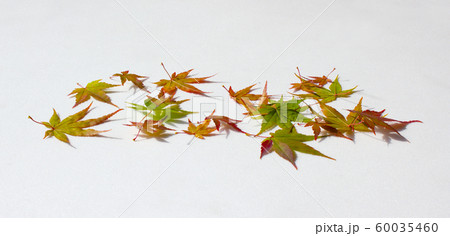 葉 葉っぱ 紅葉 60035460