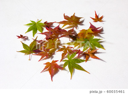 葉 葉っぱ 紅葉 60035461