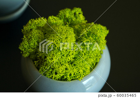 ほこり コケ 植木鉢 60035465