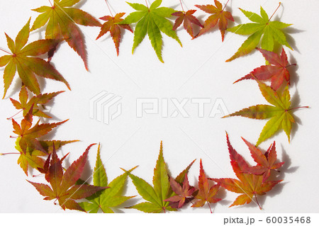 葉 葉っぱ 紅葉 60035468