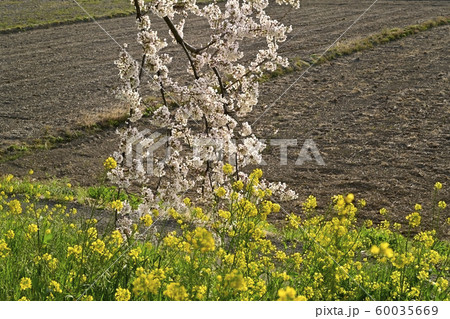 吉見町桜堤公園の桜と菜の花 60035669