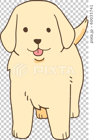 ゴールデンレトリバーの子犬 正面立ち のイラスト素材