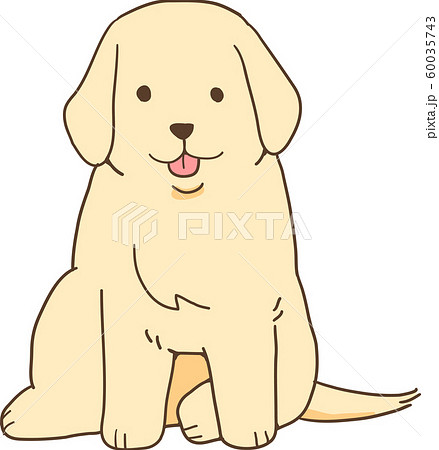 ゴールデンレトリバーの子犬 正面お座り のイラスト素材