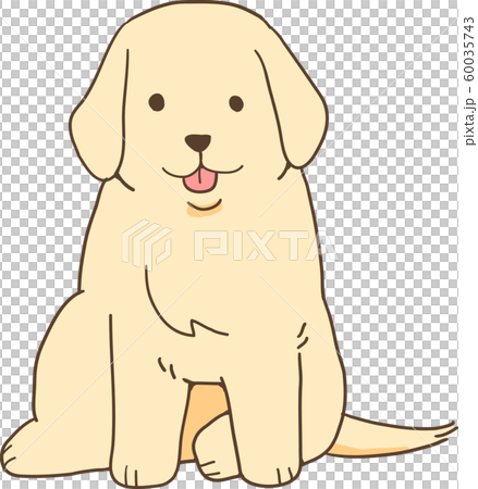 ゴールデンレトリバーの子犬 正面お座り のイラスト素材