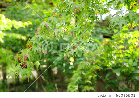 色づき始めたもみじ 60035901