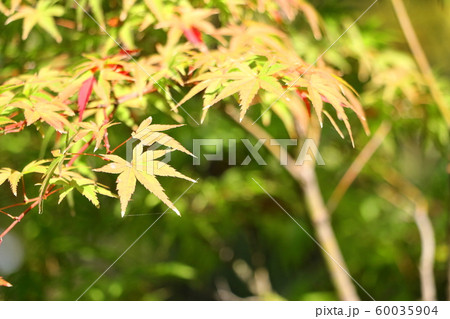 色づき始めたもみじ 60035904