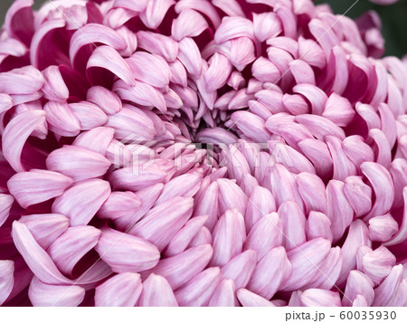 菊の花 60035930