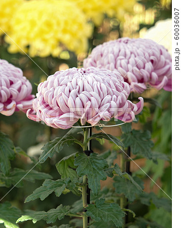 菊の花 60036007