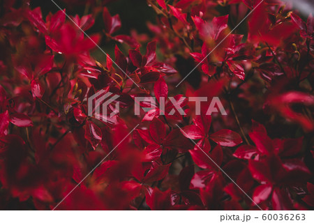 雨に濡れる紅葉したドウダンツツジ c 雨に濡れる紅葉したドウダンツツジ c 60036263