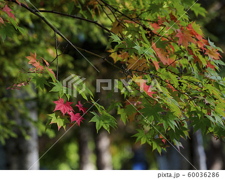 紅葉のはじまり　順光　赤色 60036286