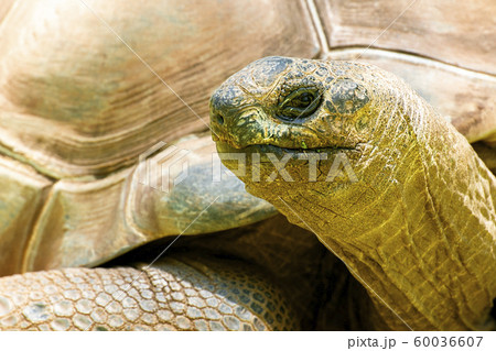 Aldabra Giant Tortoise 60036607