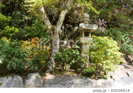 植木･石灯篭（宮島／広島県廿日市市宮島町） 60036618