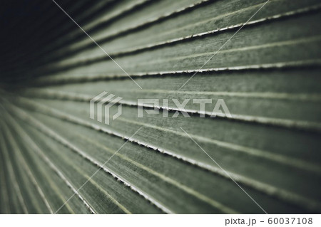 Close-up of Leaves of Bismarck palm tree (Bismarckia nobilis). Close-up of Leaves of Bismarck palm tree (Bismarckia nobilis). 60037108