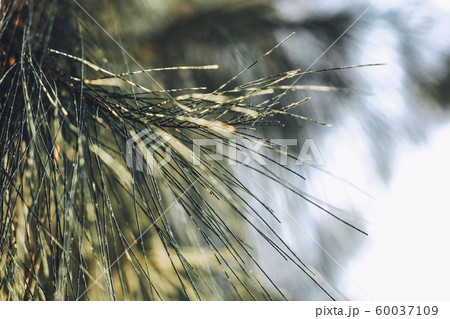 Close-up of Leaves of Australian pine, Beefwood, Common iron wood, False iron Wood, False pine, Queensland swamp oak, Sea oak, She oak, Tree Beefwood. (Casuarina equisetifolia). Close-up of Leaves of Australian pine, Beefwood, Common iron wood, False iron Wood, False pine, Queensland swamp oak, Sea oak, She oak, Tree Beefwood. (Casuarina equisetifolia). 60037109