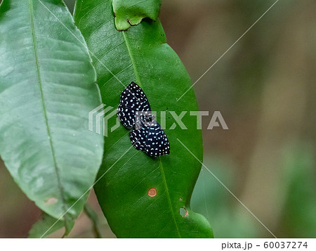 Calydna caieta Calydna caieta 60037274