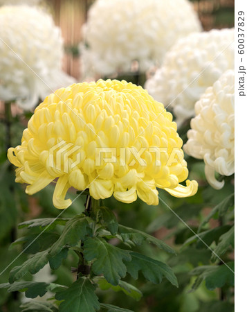 菊の花 菊の花 60037829