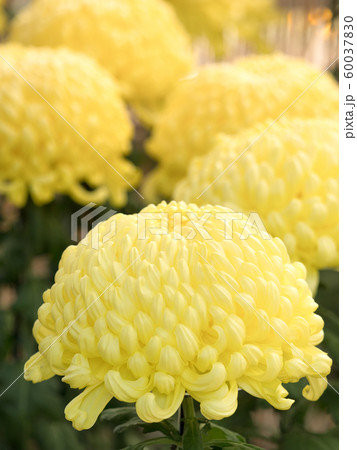 菊の花 菊の花 60037830