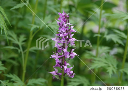 ハクサンチドリ花のアップ ハクサンチドリ花のアップ 60038023