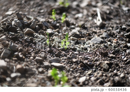エンドウの発芽 60038436