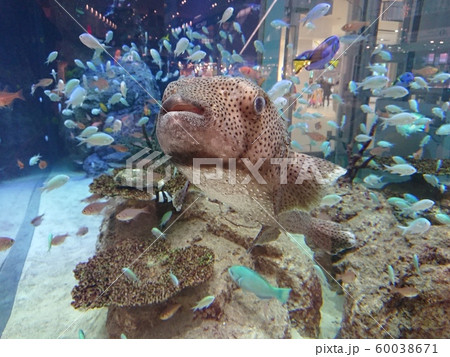 フグ フグ 60038671