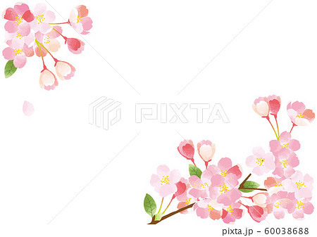 桜 背景イラストのイラスト素材