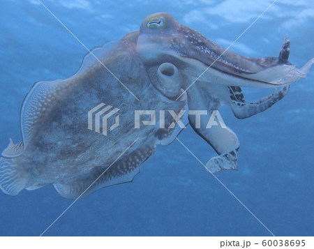 コブシメ 60038695