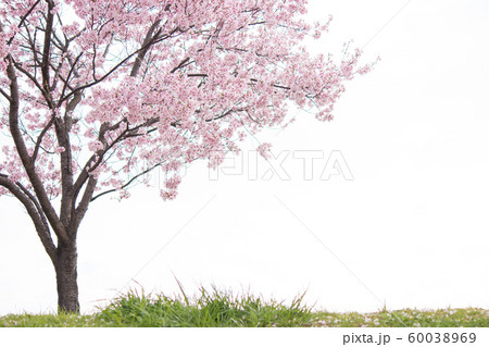 土手の桜 60038969