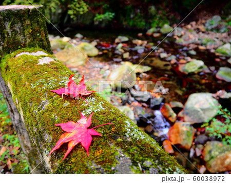 紅葉狩り 60038972