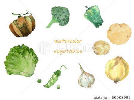 洋野菜水彩画 60038995