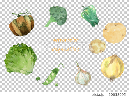 洋野菜水彩画 60038995
