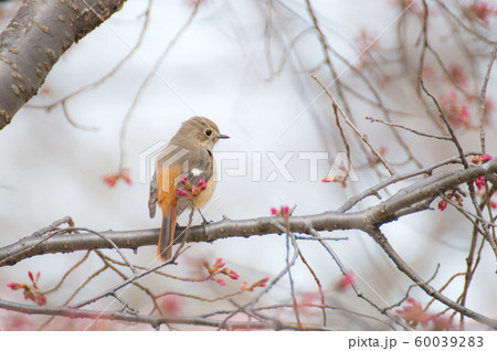 春を呼ぶジョウビタキ 60039283