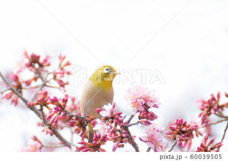 おかめ桜にメジロ 60039505