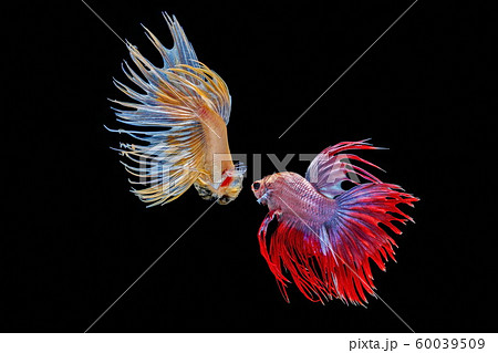 Siamese fighting fish, Beautiful style of betta splendens, isolated on a black background. Siamese fighting fish, Beautiful style of betta splendens, isolated on a black background. 60039509