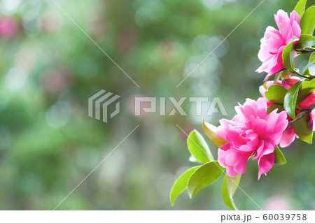 山茶花・ピンクの花イメージ素材 - 木漏れ日がキラキラ光る庭に咲くピンク色の山茶花(八重) 山茶花・ピンクの花イメージ素材 - 木漏れ日がキラキラ光る庭に咲くピンク色の山茶花(八重) 60039758