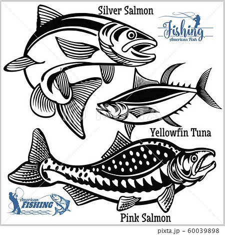 Pink Salmon, Silver Salmon and Yellowfin Tuna - fishing on usa isolated on white 60039898