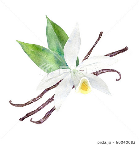 Watercolor vanilla flower with sticks and leaves. Watercolor vanilla flower with sticks and leaves. 60040082