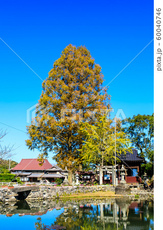 縫ノ池の秋景色　【佐賀県杵島郡白石町】 60040746