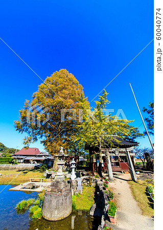 縫ノ池の秋景色　【佐賀県杵島郡白石町】 60040774