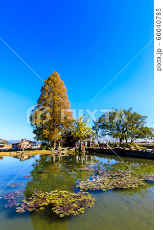 縫ノ池の秋景色　【佐賀県杵島郡白石町】 60040785