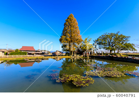 縫ノ池の秋景色　【佐賀県杵島郡白石町】 60040791
